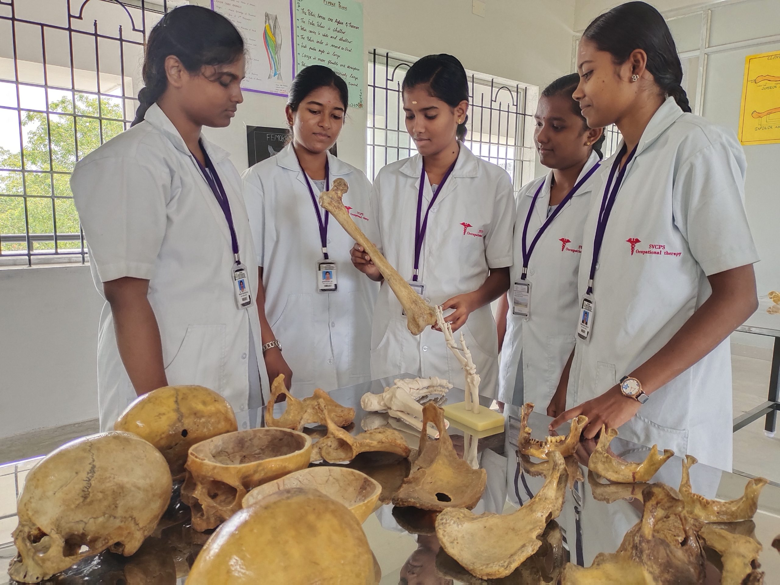 Anatomy Models and Specimens